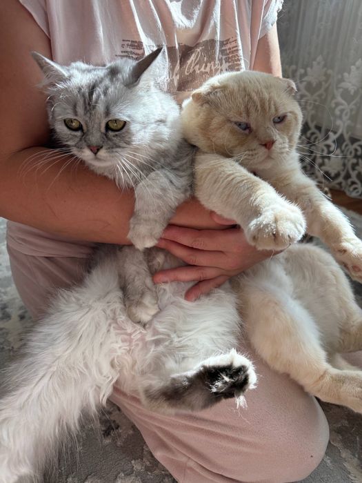 Милі кошенята шотландці