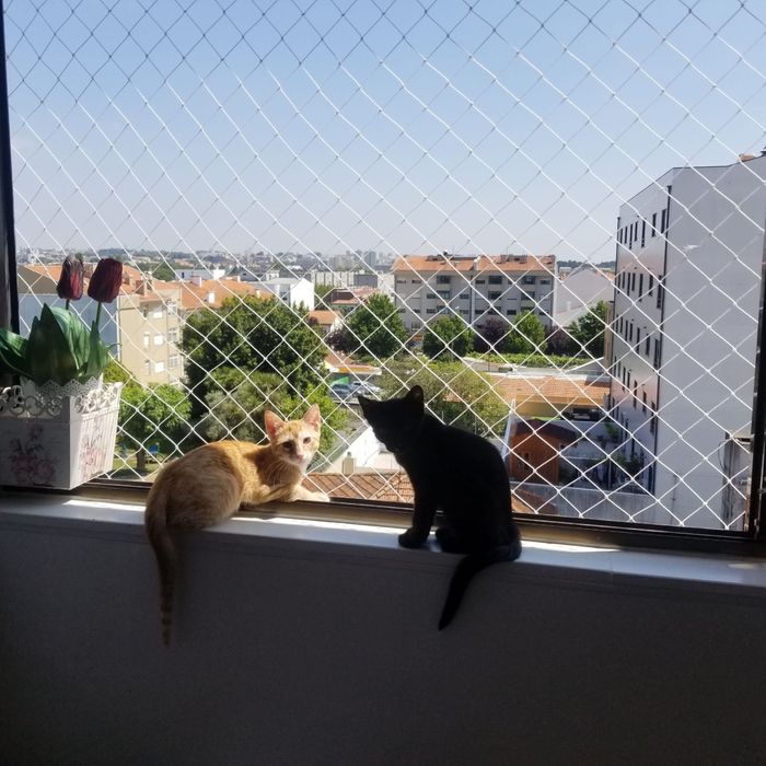 Rede de Proteção para Gatos