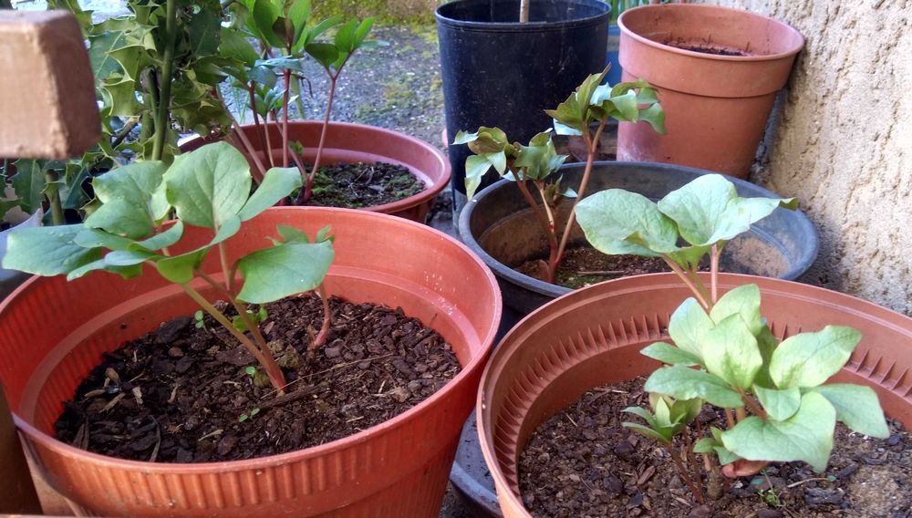 Mudas de Rosa-Albardeira Rosa-de-Lobo Peónia em vaso