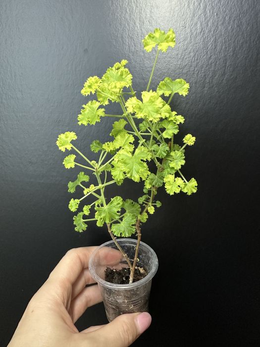 Оксаліс  Corymbosa, Пеперомія: Кавун, Грін бабл, Есхінантус