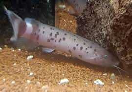 Електричний сом Malapterurus electricus