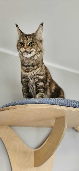 Kotka Maine Coon  miot "K" KARLA