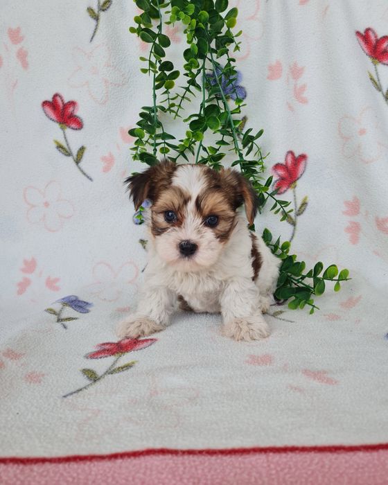 Excelente mini Yorkshire Beiwer de Qualidade