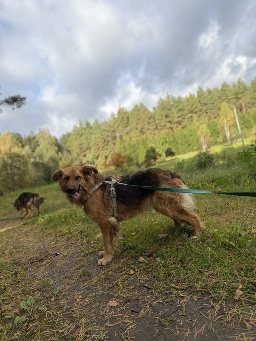 suczka w typie ON szuka domu