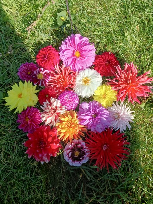 Набір жоржин, георгін(мікс 12 сортів,поділки)