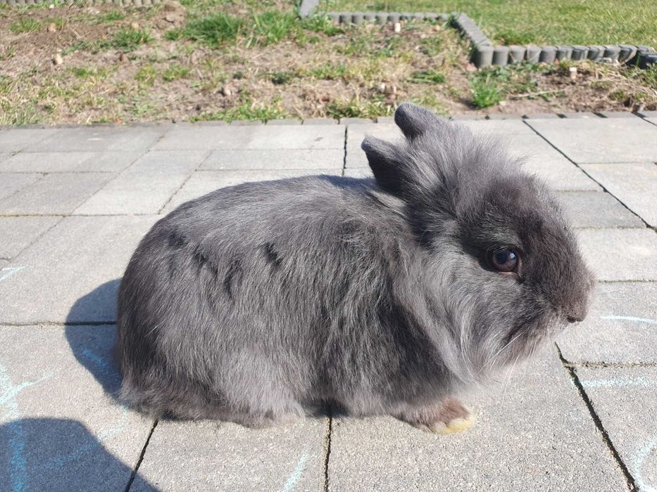 Krolik lew samiec miniaturka