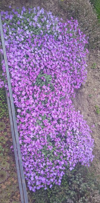 Обрієта грунтопокривна