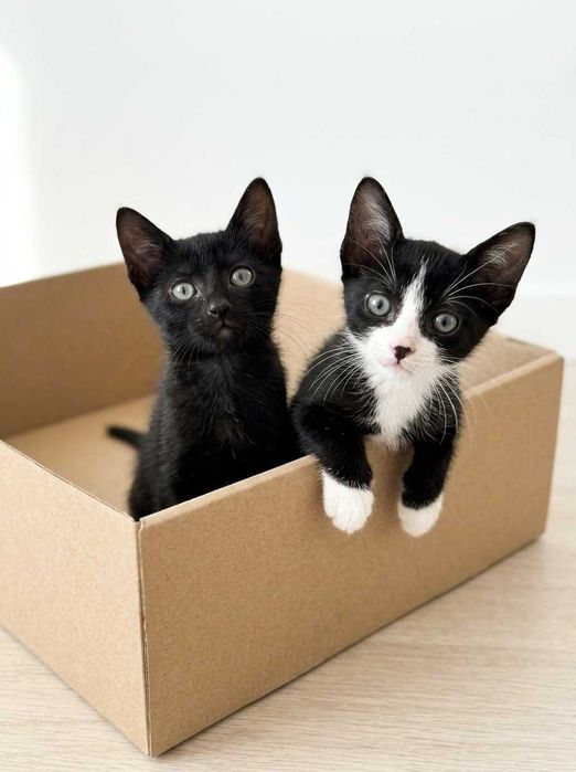 Setúbal / Margem Sul / Lisboa — HAPPY + DOPEY, gatinhos para adoção conjunta