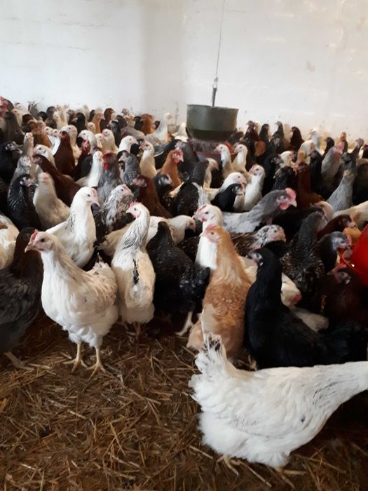 Kury nioski młode Rosa ogólnoużytkowe Dominant Messa Leghorn Sendy