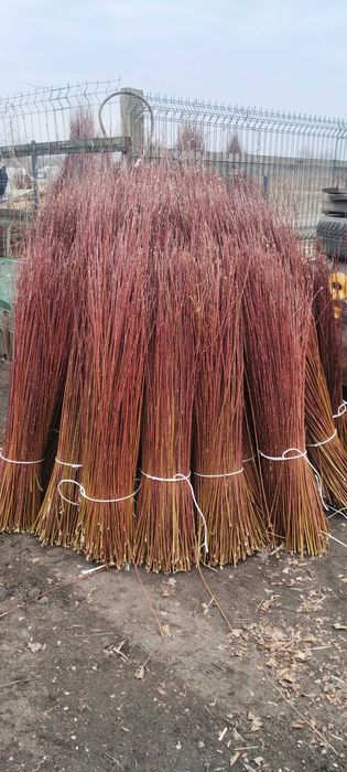 Wiklina zielona sortowana 100-140cm