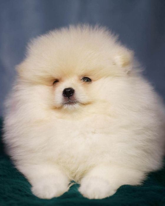 Pomeranian piesek