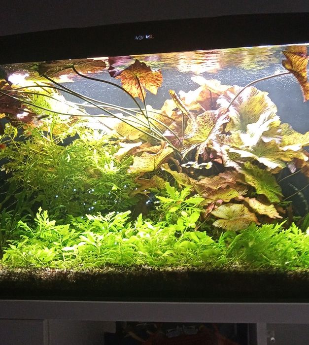 Lotos Tygrysi  wysyłka