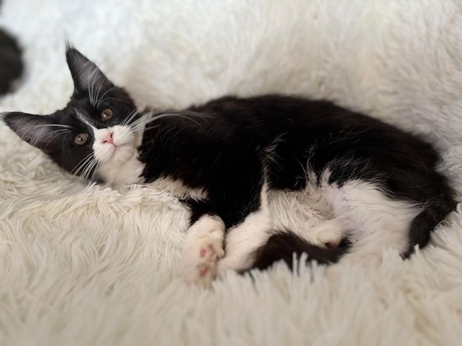 Maine Coon czarny z białym