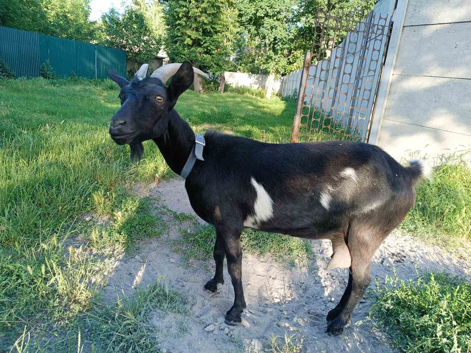 Господарочка шукає новий дім. Продам дійну кізочку