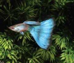 Poecilia reticulata blue (triangle) Gupik blue (triangle)