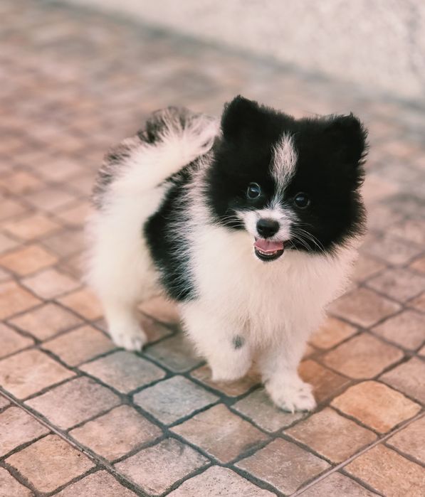 Spitz Anão Macho