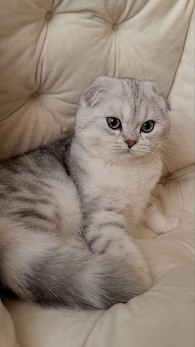 Вихловухе шотландське кошеня, хлопчик, scottish fold, мармуровий
