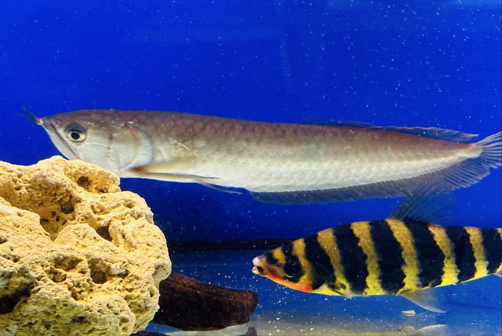 Арована серебрянная 30см Osteoglossum bicirrhosum