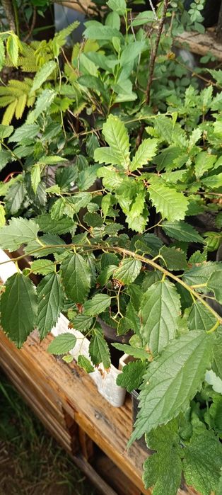 Árvores - Freixos - Carvalhos - Ginjeiras - Lodão