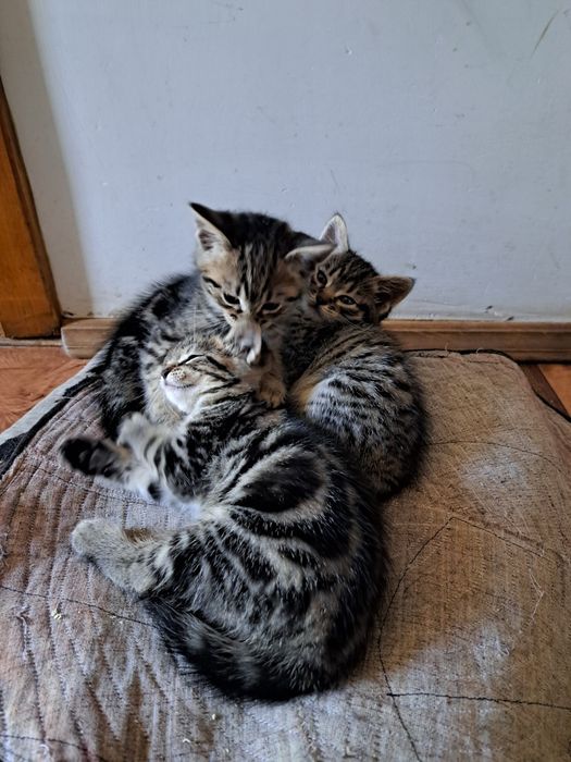 Відаю котика і кицю