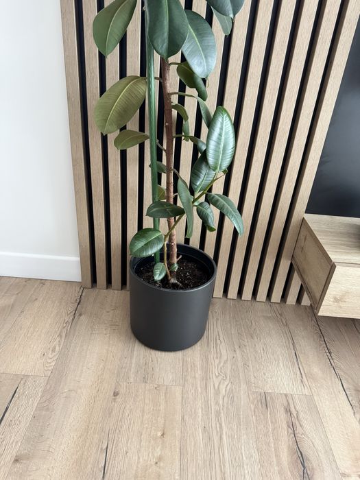 Fikus elastica robusta