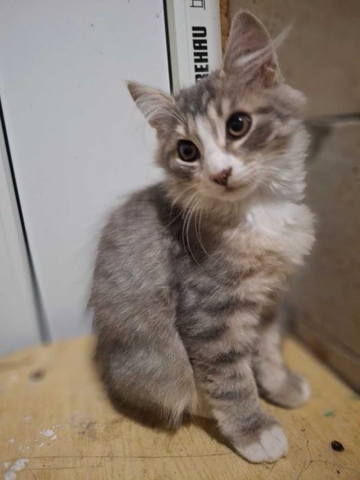 Киця котик безкоштовно