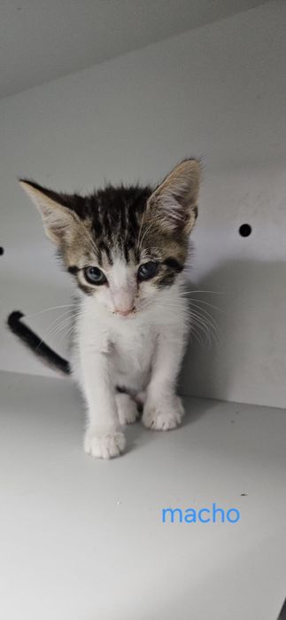 Bebés com esterilização gratuita para adoção