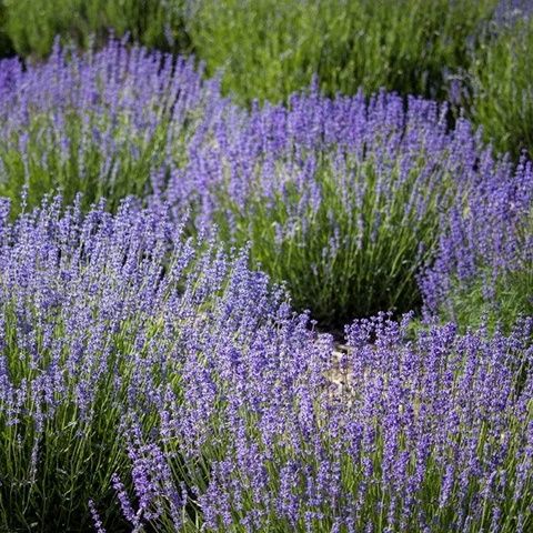 Гісоп лікарський