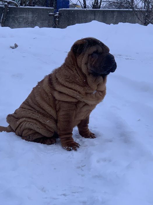 Мальчик шарпей щенок