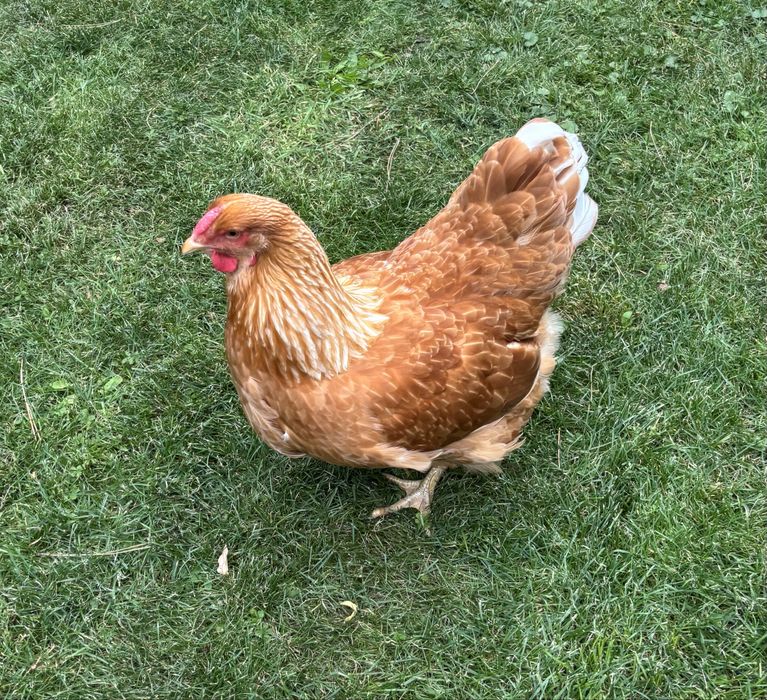 Wyandotte olbrzymia