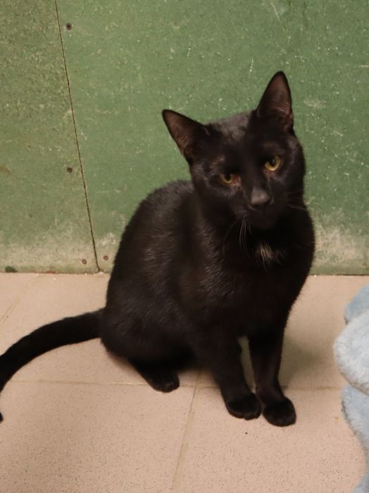 Kociaki z tęsknotą czekają na domy