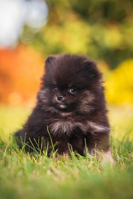 Pomeranian piesek szpic miniaturowy czarny podpalany black and tan