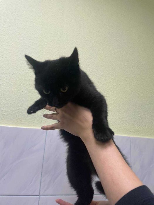 Кошеня Вукі, 4-5 міс. в пошуках дому.