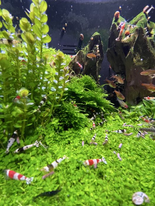 Акваріум 30х30х30