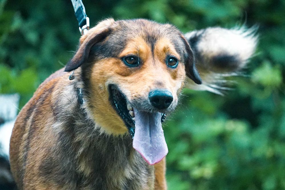 Impuls - młody, duży psiak prosi o dom