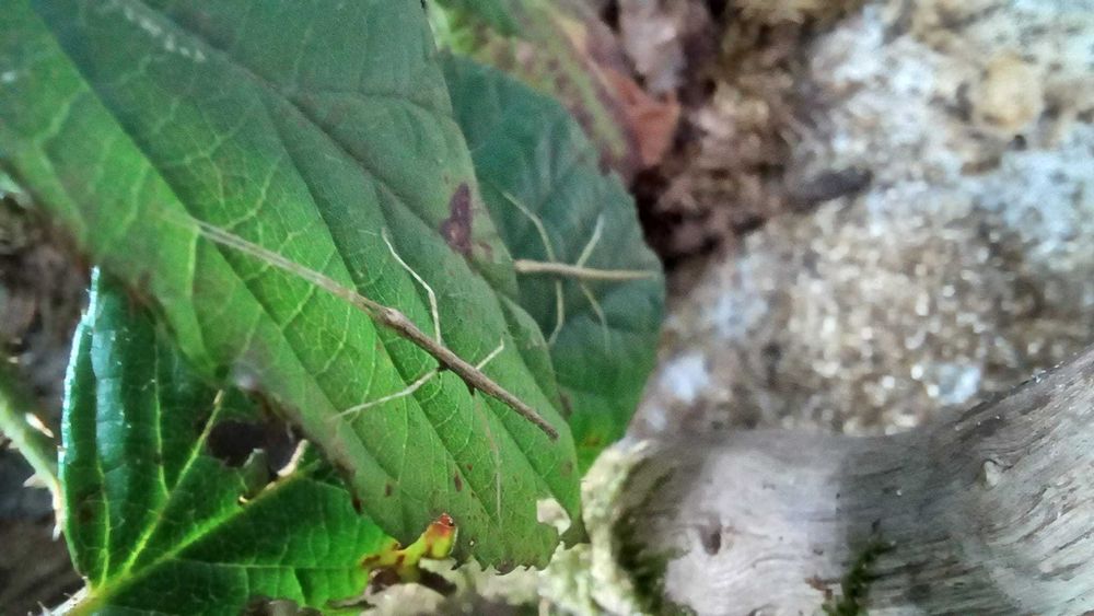 Patyczaki - tylko odbiór osobisty Iława