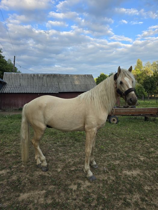 продам коня  жеребець лошадь
