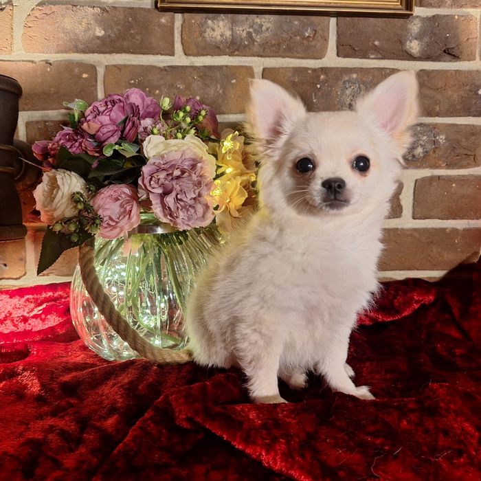 Chihuahua długowlosy samiec