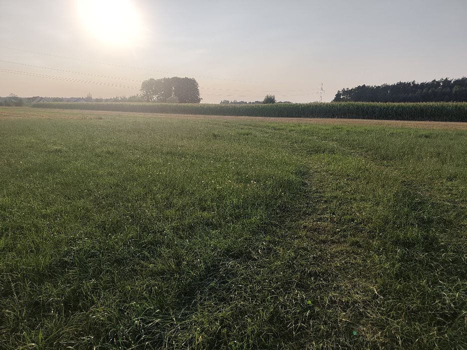 Kukurydza na pniu 1,5ha