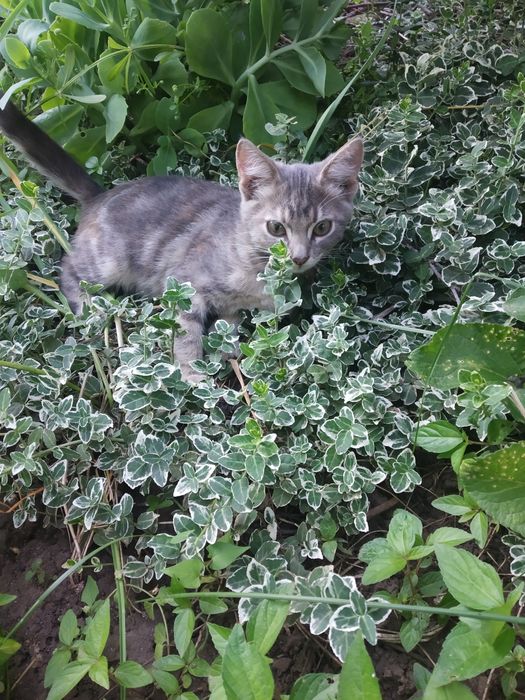 Камышин кот. Котята.