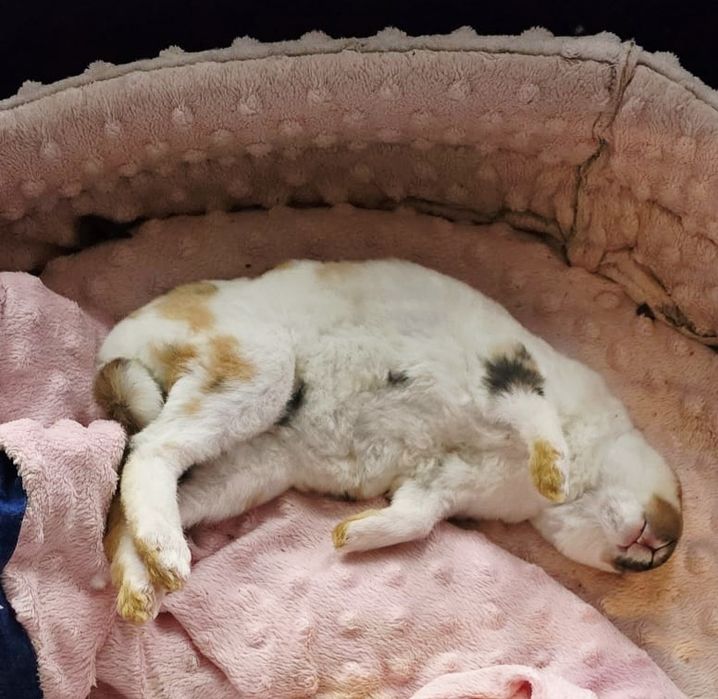 Królik karzelek mini rex