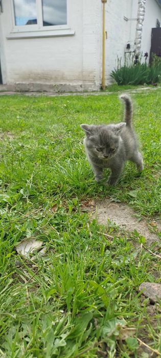 Гарненькі кошенятка