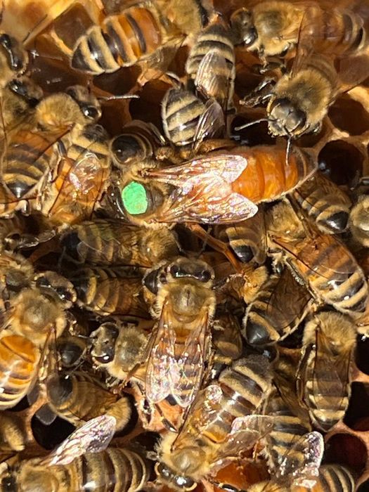 Матки Бакфаст В-200