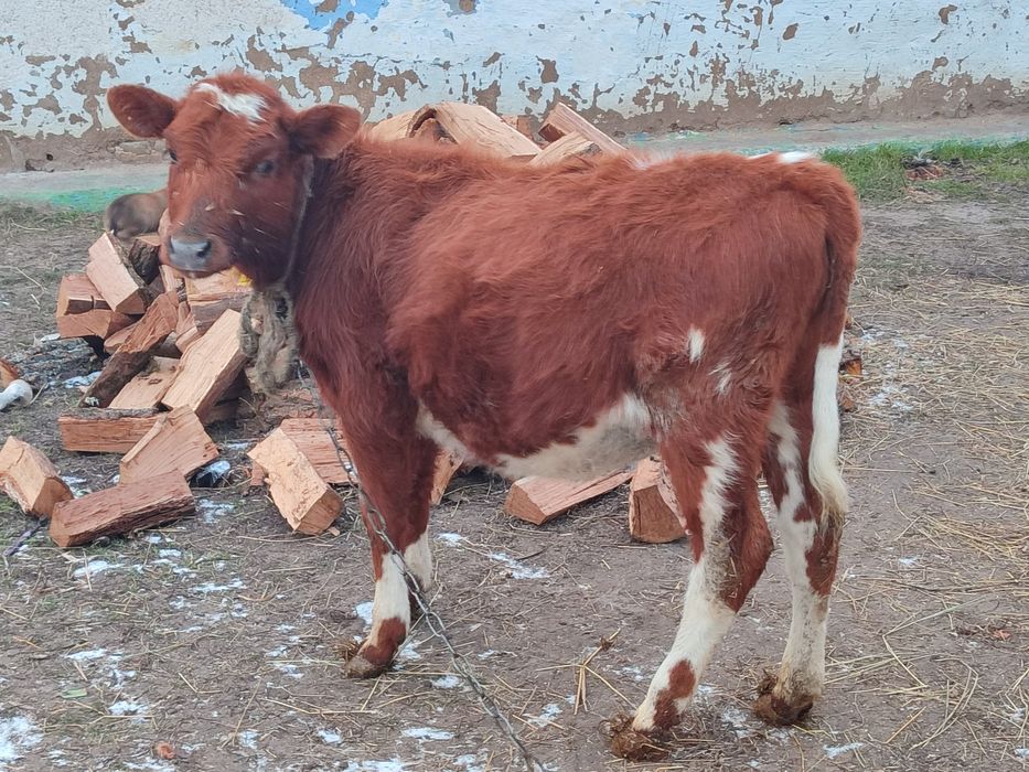 Продам корову ей  5 месяцев