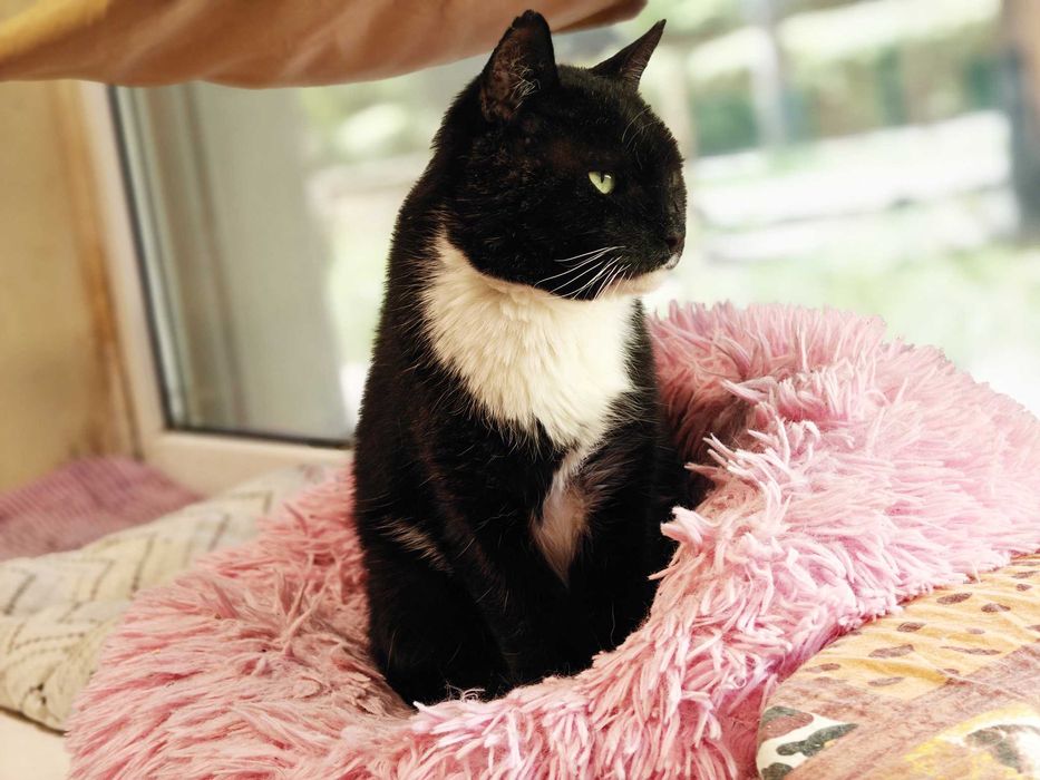 Котик, кіт, котусик-добряк Добриня – шукає сім'ю!