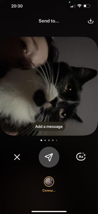 Потерялась кошка