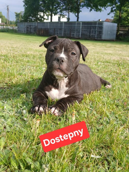 Piękne szczenięta American Staffordshire Terrier