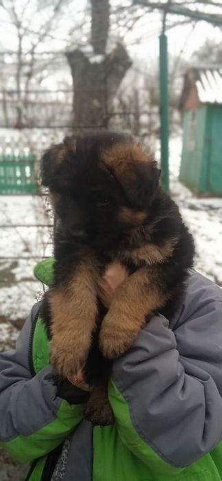 Продам щенят німецької вівчарки