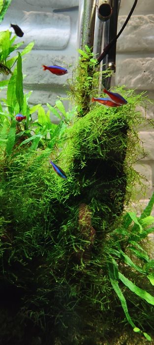 Microsorium mech anubias
