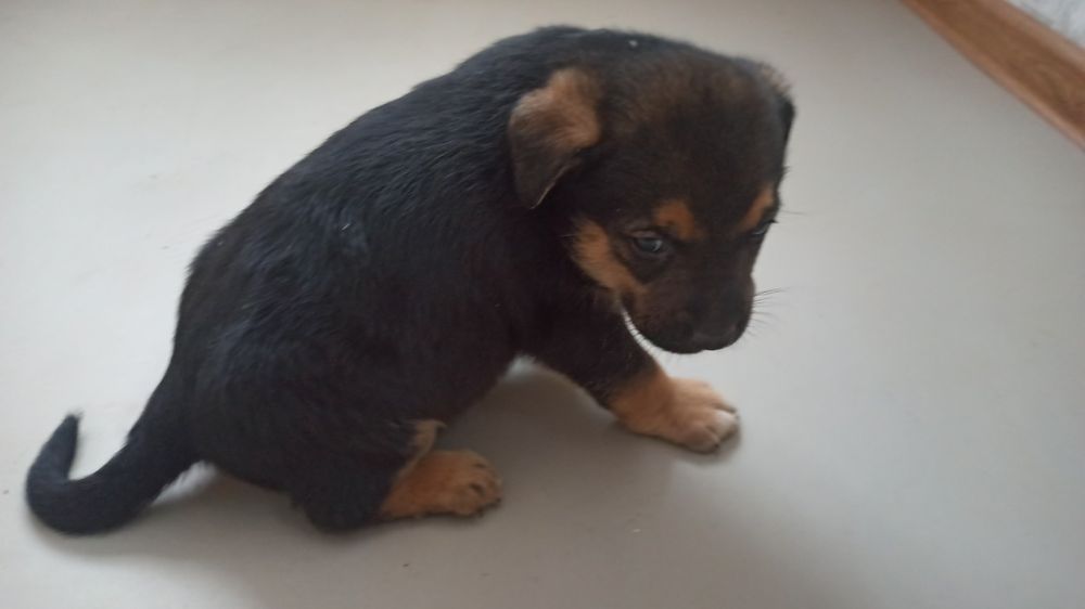 Отдам щенков в хорошие руки. Мальчики.  #щенок #щенки #цуценя #песик